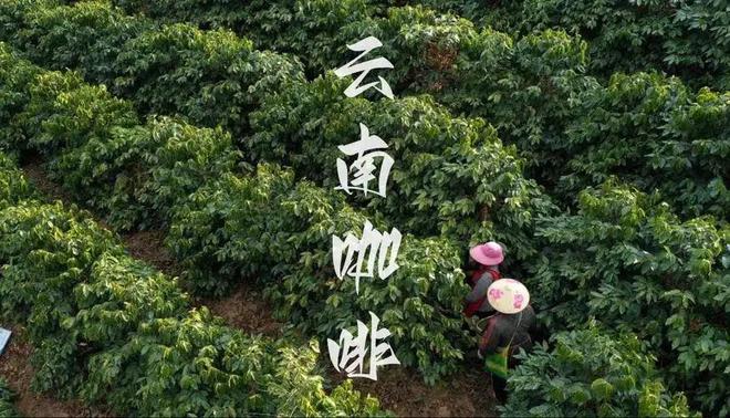 ：彩云之南的馥郁传奇开元棋牌试玩云南咖啡(图14)